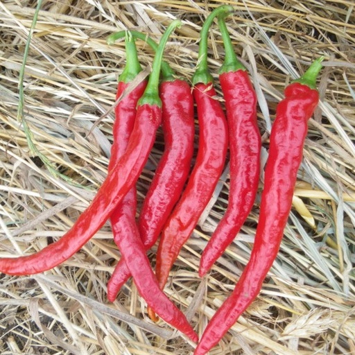 [P6543083] Piment très fort de Cayenne

 Plant en pot de 8X8 cm