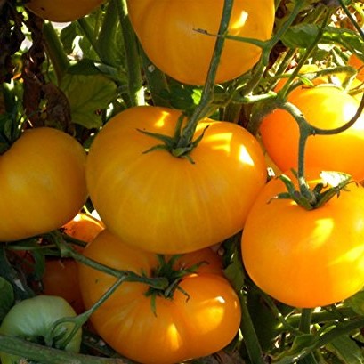 [P7873083] Tomate  jaune Azoychka

 Plant en pot de 8X8 cm