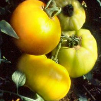 [P7876083] Tomate  jaune de Belgique

 Plant en pot de 8X8 cm