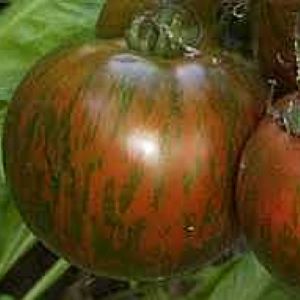 [P7890583] Tomate  noire Black Zebra

 Plant en pot de 8X8 cm