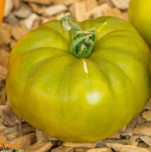 [P7894983] Tomate  verte de Huy

 Plant en pot de 8X8 cm