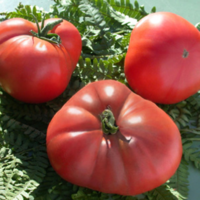 [P7806583] Tomate Brandywine

 Plant en pot de 8X8 cm