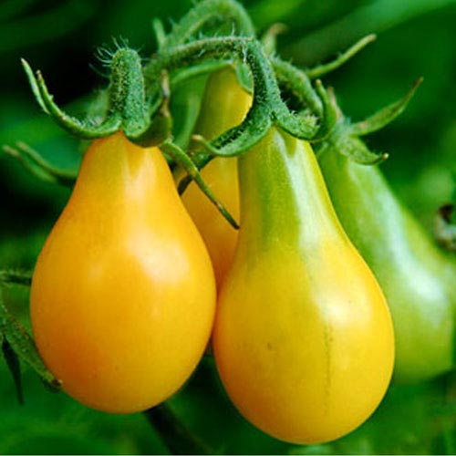 [P7952383] Tomate cerise jaune Yellow Submarine

 Plant en pot de 8X8 cm