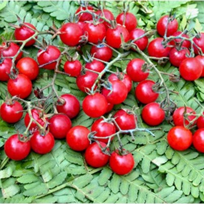 [P7904083] Tomate cerise Matt's Wild Cherry

 Plant en pot de 8X8 cm