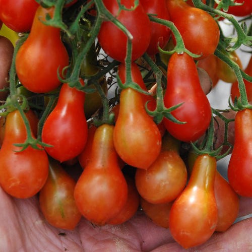 [P7911583] Tomate cerise Red Dwarf Romanian

 Plant en pot de 8X8 cm