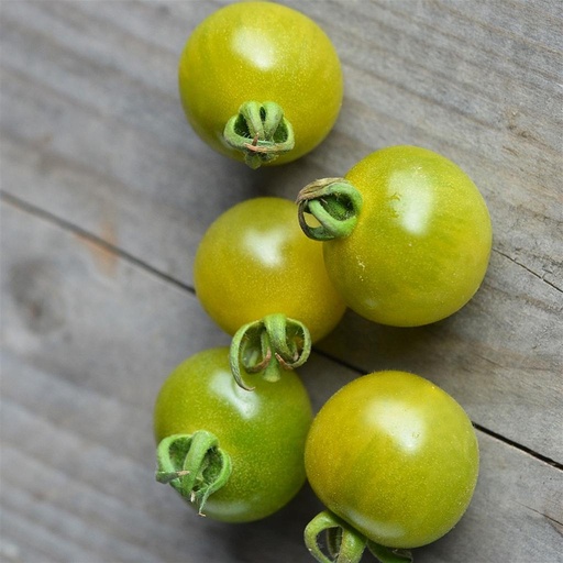 [P7976583] Tomate cerise verte Green Doktor Frosted

 Plant en pot de 8X8 cm