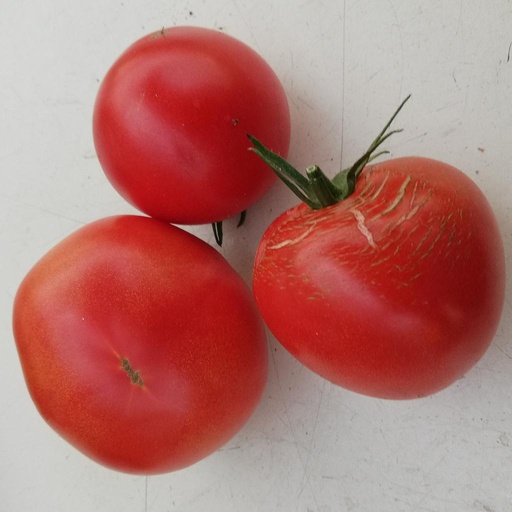 [P7808283] Tomate Charnue de Huy

 Plant en pot de 8X8 cm