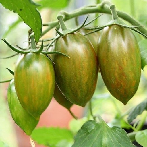 [P7980483] Tomate cocktail Lucky Tiger

 Plant en pot de 8X8 cm