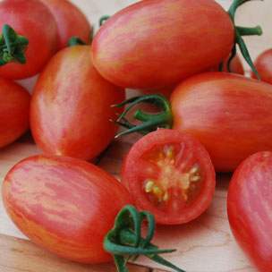 [P7980883] Tomate cocktail Maglia rosa

 Plant en pot de 8X8 cm