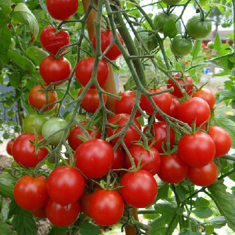 [P7981083] Tomate cocktail Miel du Mexique

 Plant en pot de 8X8 cm