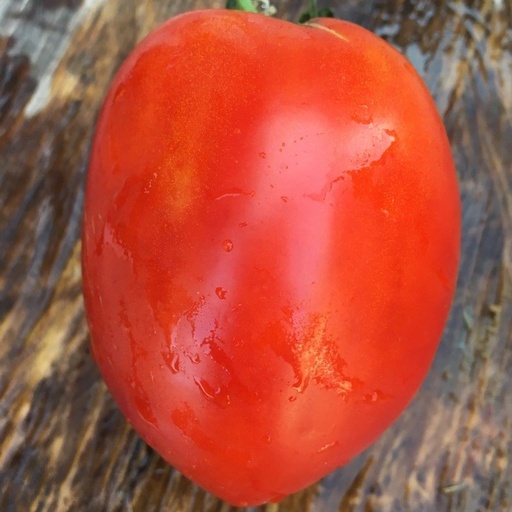 [P7819483] Tomate Giant pear

 Plant en pot de 8X8 cm