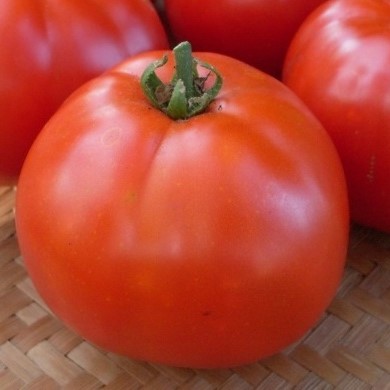 [P7824383] Tomate Manitoba

 Plant en pot de 8X8 cm