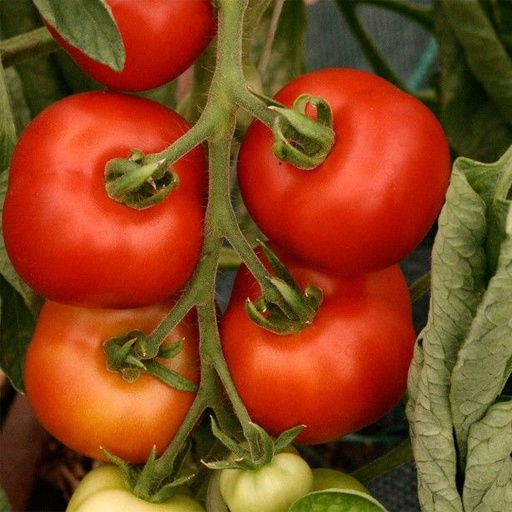 [P7828083] Tomate Matina

 Plant en pot de 8X8 cm