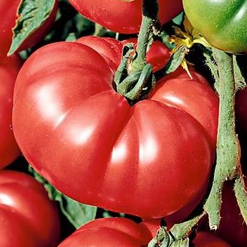 [P7831083] Tomate Omar Libanaise

 Plant en pot de 8X8 cm