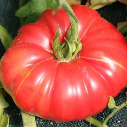 [P7833583] Tomate Potiron écarlate

 Plant en pot de 8X8 cm