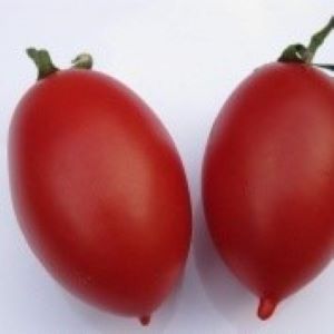 [P7834483] Tomate Prolifique de Falisolle

 Plant en pot de 8X8 cm