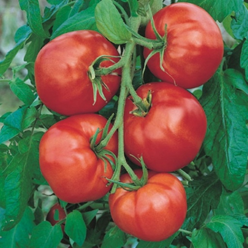 [P7839083] Tomate Saint-Pierre

 Plant en pot de 8X8 cm