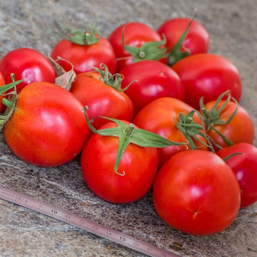 [P7843583] Tomate Sub Artic Plenty

 Plant en pot de 8X8 cm