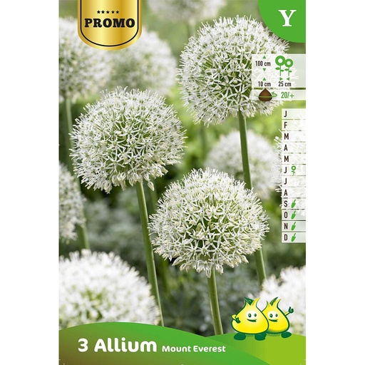 [BU001037P] Allium Mount Everest