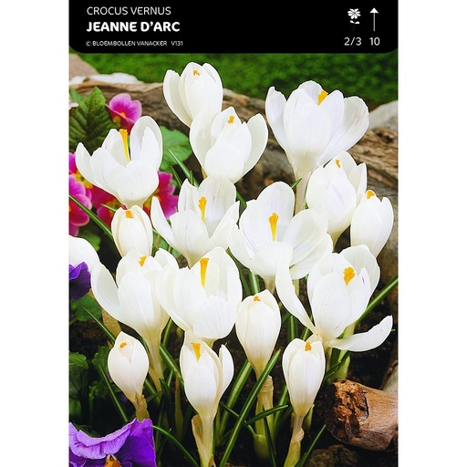 [BU020008V] Crocus À Grandes Fleurs Jeanne D'Arc