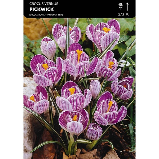 [BU020011V] Crocus À Grandes Fleurs Pick Wick