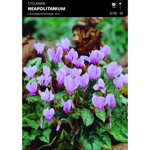 [BU023005V] Cyclamen  Hederifolium