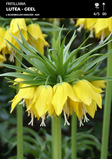 [BU031004V] Fritillaire Imperialis Lutea