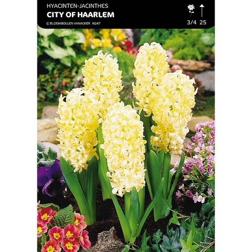 [BU046010V] Jacinthe Pour Jardin City Of Haarlem