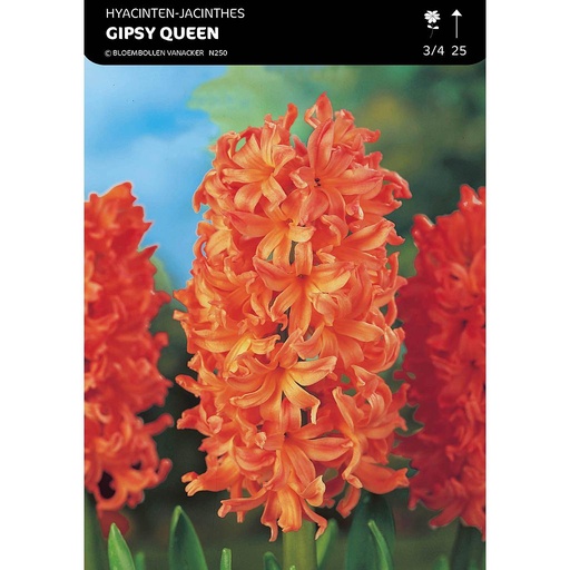 [BU046013V] Jacinthe Pour Jardin Gipsy Queen