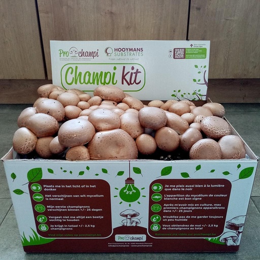 [P1410550] Champignon Brun de Paris
Champi kit