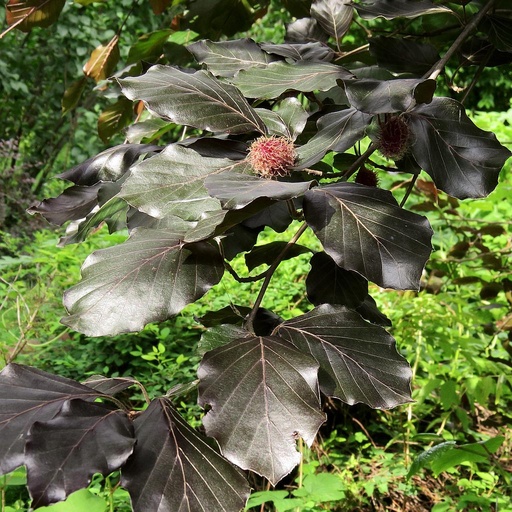 [HAFAGSYLVPU10000] Fagus sylv. Purpurea. 100-125 1+2 RN