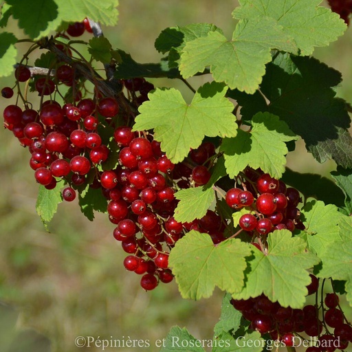 [FR4975] Groseiller à grappes rouges Junifer 2 L