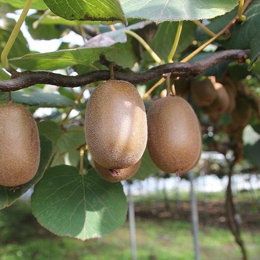 [FR1458] Kiwi - Actinidia40-60  Jenny 2 L