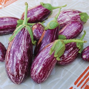 [S06033] Aubergine listada de Gandia (semence)