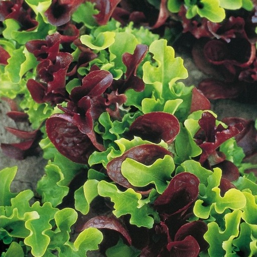 [R0189] Laitue à couper Mesclun Baby Leaf (Semences)