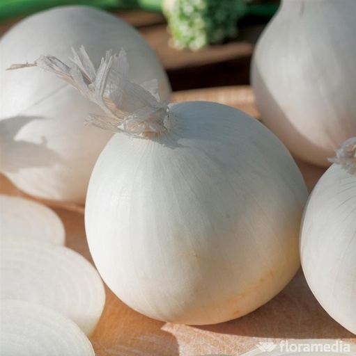 [OIBL250] Oignon  à planter blanc Snowball (Semences)