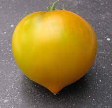 [P7879383] Tomate  jaune Téton de Wépion

 Plant en pot de 8X8 cm