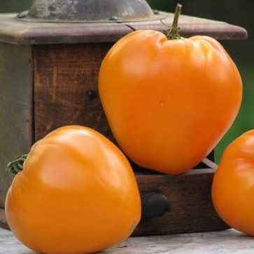 [P7810583] Tomate Coeur de boeuf orange

 Plant en pot de 8X8 cm