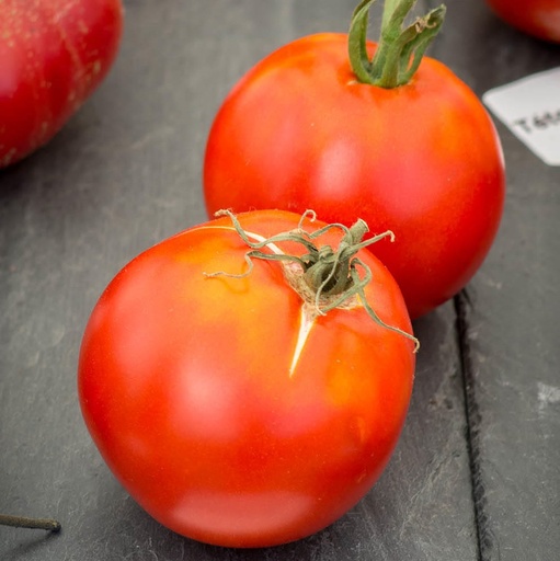 [P7813083] Tomate Cosmonaute Volkov

 Plant en pot de 8X8 cm