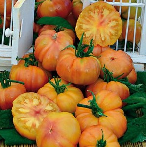 [P7822583] Tomate Joyau d'Oaxaca

 Plant en pot de 8X8 cm