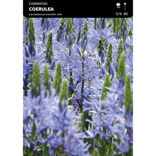 [BU011004V] Camassia Leichtlinii Caerulea