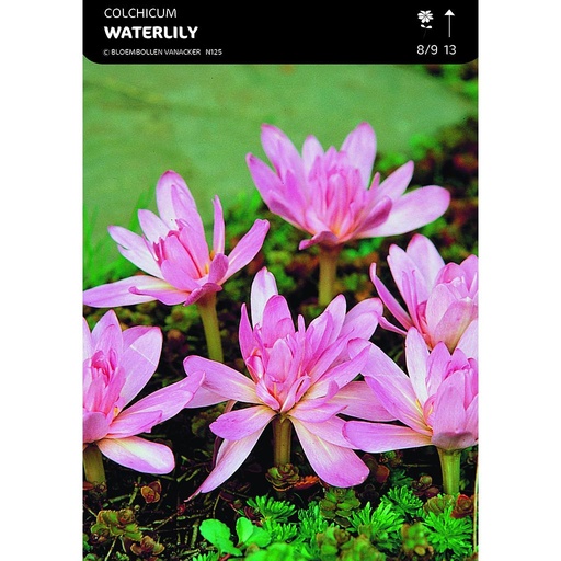 [BU013010V] Colchicum Waterlily