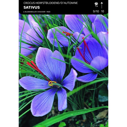 [BU021003V] Crocus D'Automne Sativus (À Safran)