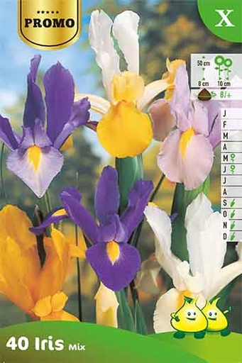 [BU038001P] Iris .