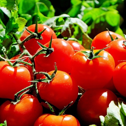 [P7911910] Tomate greffée cerise Solena Red F1

 Plant en pot de 11X11 cm