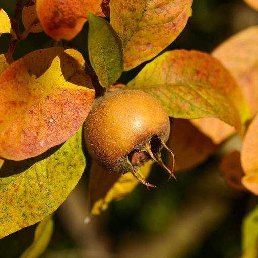 [FR4050] Nèflier demi-tige 6-8  Mespilus Germanica 10 L