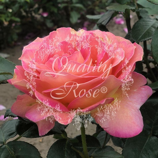 [ROSA216000] Rosier Elle ®