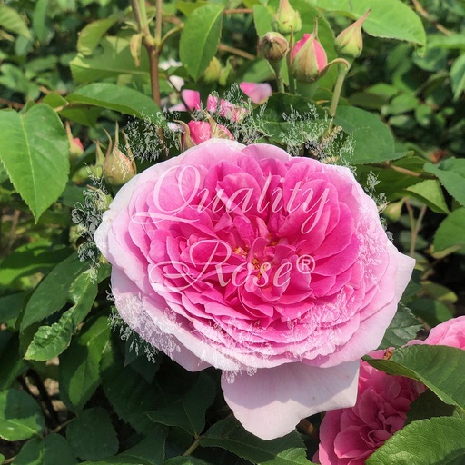 [ROSA262000] Rosier Gertrude Jekyll ®