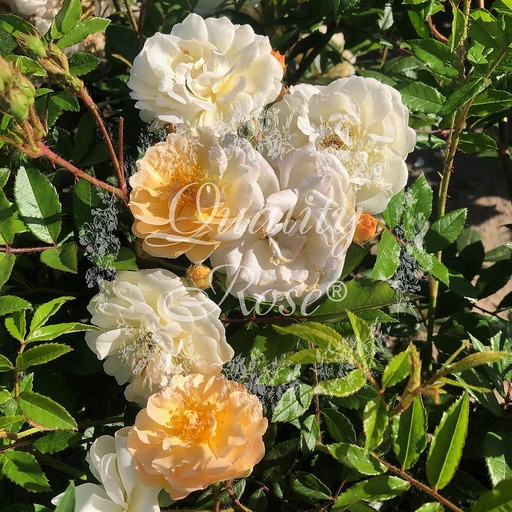 [ROSA263100] Rosier Ghislaine de Feligonde