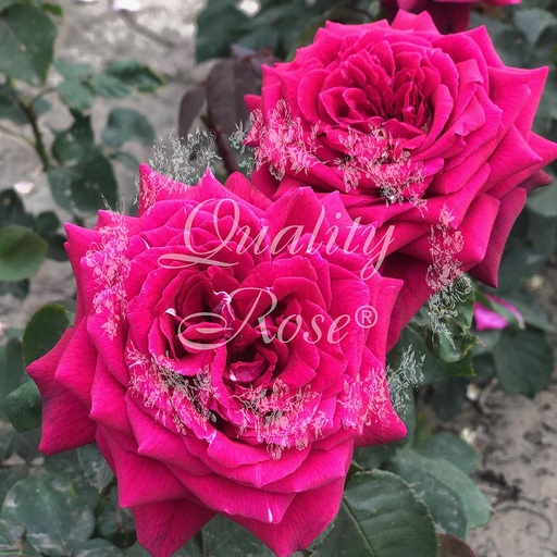 [ROSA286000] Rosier Gravin Diana ®